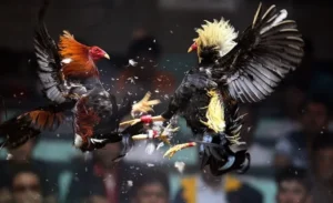 Bật Mí Cách Chơi Đá Gà Sabong Tại VB77 Giúp Bạn Thắng Lớn Mỗi Ngày