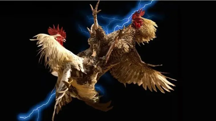 Khám Phá Đá Gà VB77 Nơi Các Kê Thủ Thể Hiện Đẳng Cấp Thật Sự